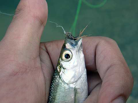 秋季钓白条的最佳方法,开春野钓小白条闹窝怎么办