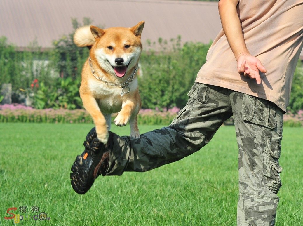 家有宠物训练,家有萌宠狗狗训练系列教学