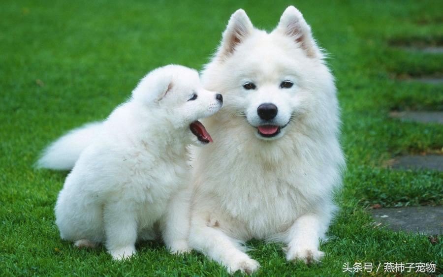 萨摩耶犬不能吃的食物列表,萨摩耶不能吃的食物表