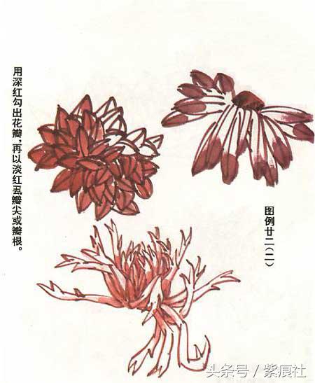国画中球形菊花怎么画好看,名家画菊花的简单画法