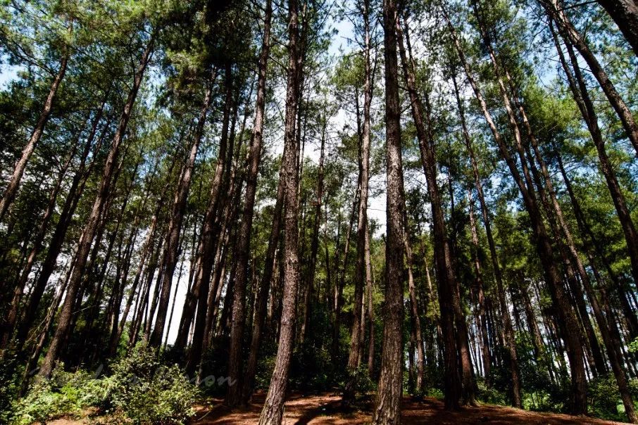 花安高速花溪段,花安高速沿途景区