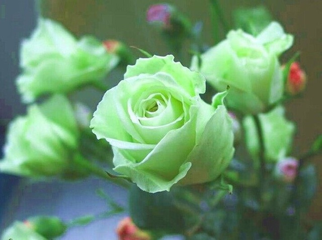 各种颜色的玫瑰花代表什么花语,玫瑰花的不同颜色的花语和寓意