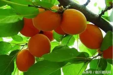 世界公认10大顶级水果,世界粮农组织推荐的五大健康水果