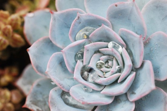 最好养的蓝色多肉,蓝石莲蓝色多肉