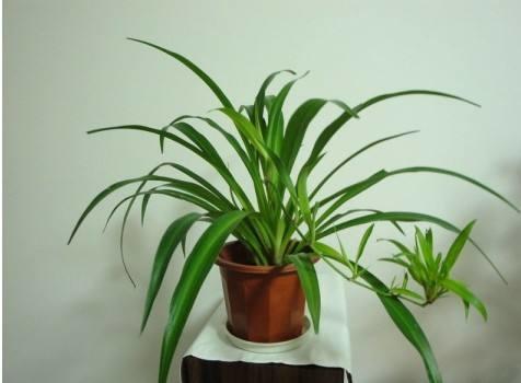 养花需要重视细节,不会养花花儿却生长得很好