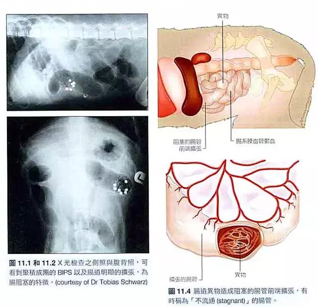 喂狗吃太多危害,嘴给狗喂食的危害