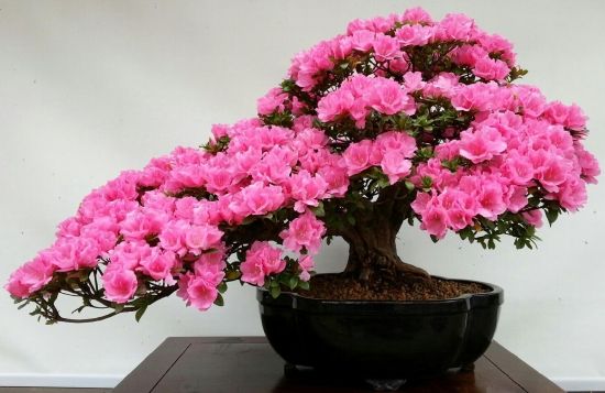 背阴阳台空旷可以怎么布置,推荐3种适合北阳台的喜阴花