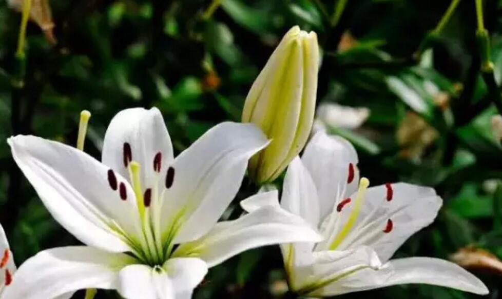 关于新加坡国花知识,新加坡的国花叫什么名字