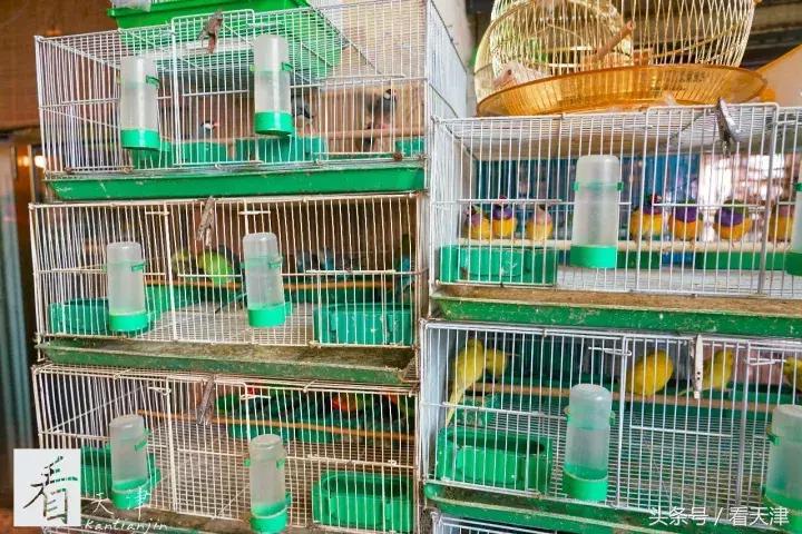 天津宝鸡道花鸟鱼虫市场鹦鹉全吗,天津市宝鸡道花鸟鱼虫市场文玩