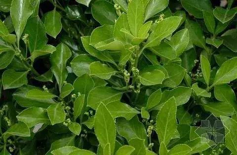 真弓卫矛盆景修剪伤口要处理吗,卫矛树盆景如何才能开花结果