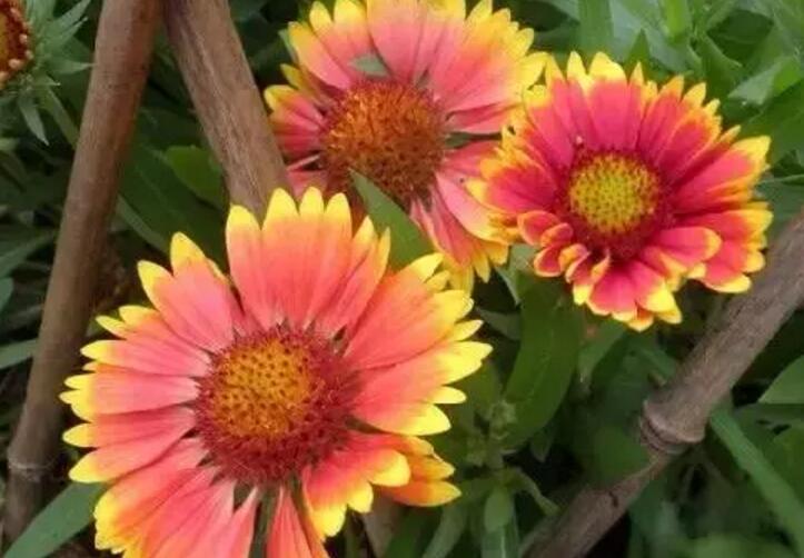 关于新加坡国花知识,新加坡的国花叫什么名字