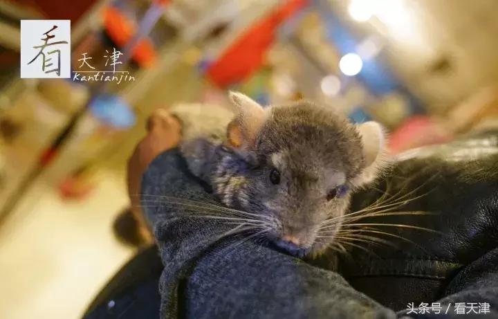 天津宝鸡道花鸟鱼虫市场地铁,宝鸡道花鸟鱼虫市场天津