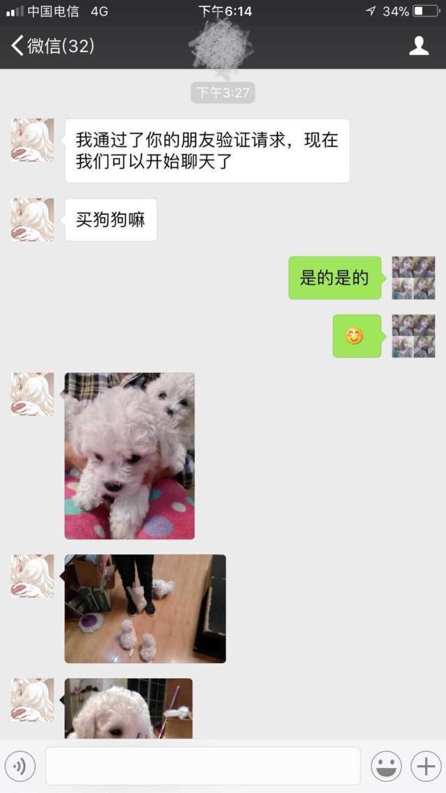 网上买狗狗违法吗,怎么确定网上卖狗的不是骗子