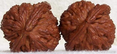 推荐白狮子头,白狮子核桃和四座楼狮子头哪个好