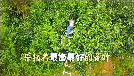 七彩飘香云南芒市,正宗凤庆滇红之明前金丝滇红