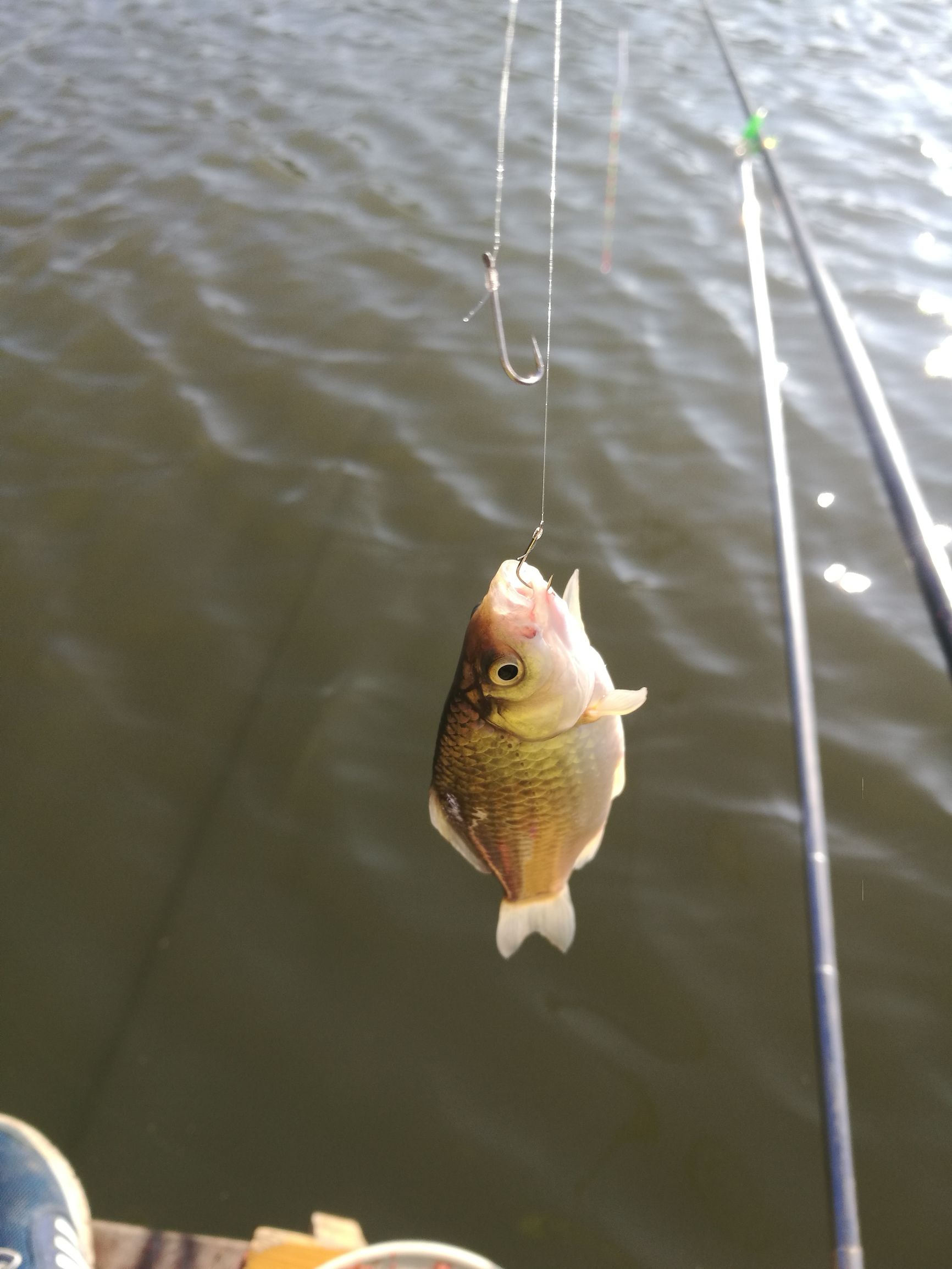 钓鲫鱼浮漂如何收竿,鱼坑钓鲫鱼规避大鱼技巧