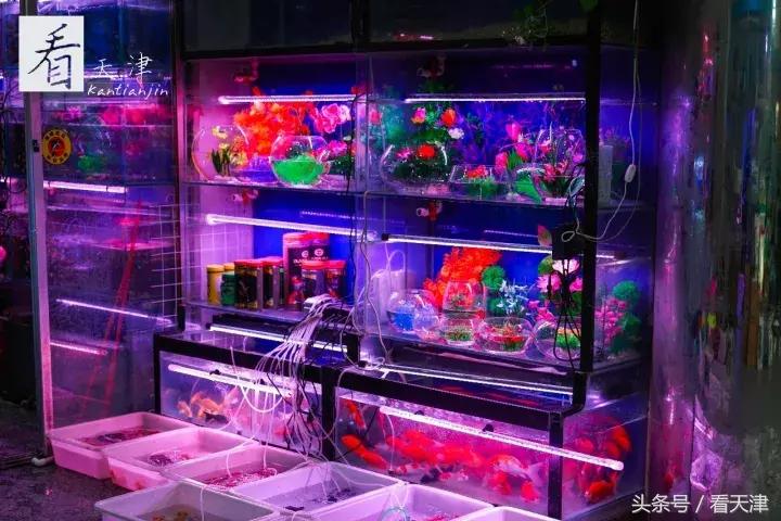 天津宝鸡道花鸟鱼虫市场地铁,宝鸡道花鸟鱼虫市场天津