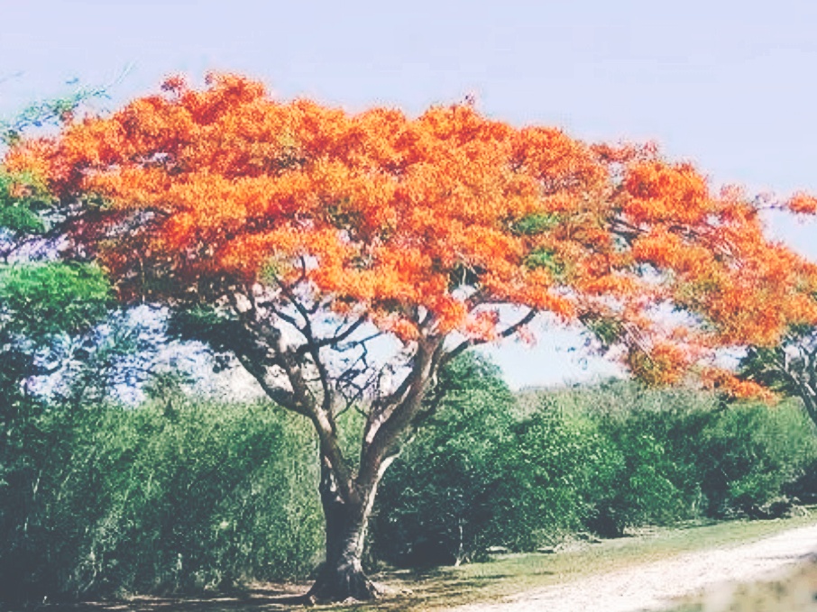 全球十大最美的国花,所有国家的国花大全