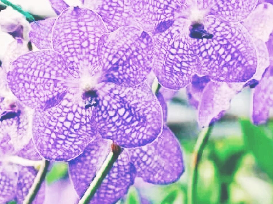 全球十大最美的国花,所有国家的国花大全