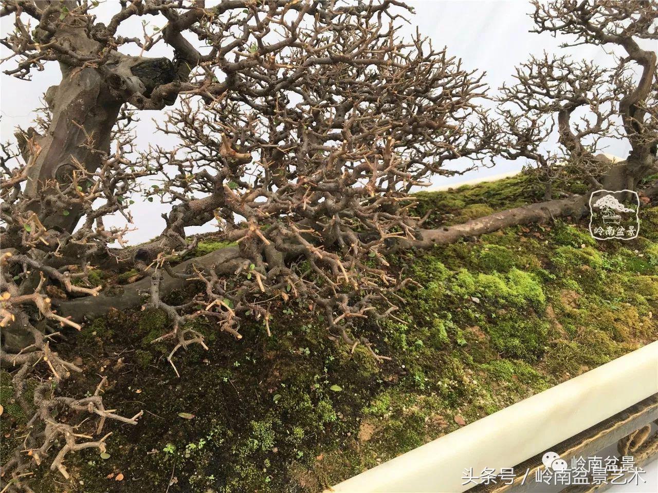 最值得收藏的六种盆景树种,十大珍贵盆景