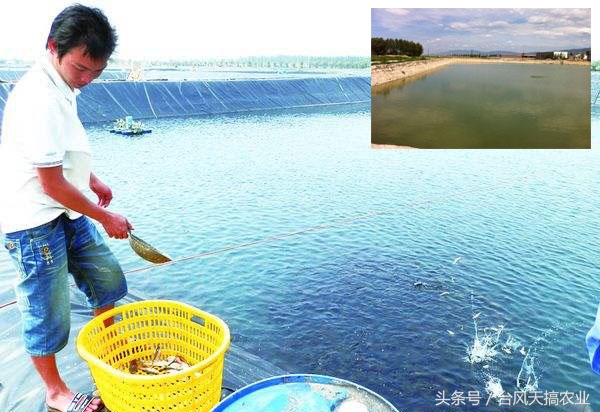 新手最适合养的五种海水鱼是什么,不懂养观赏鱼