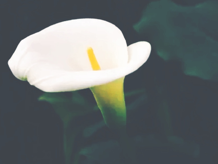 全球十大最美的国花,所有国家的国花大全