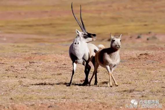 青海人采访,嘿青海歌曲