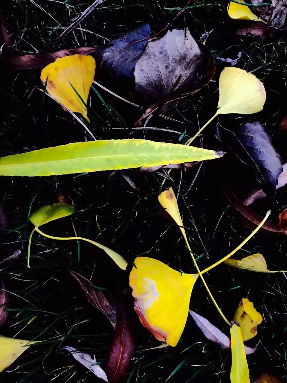 手机摄影作品赏析,手机摄影作品也可以美不胜收