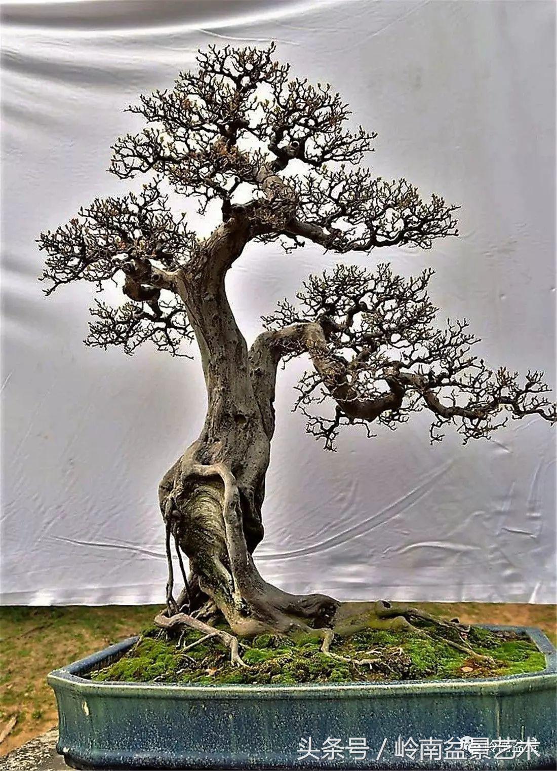 雀梅盆景100幅欣赏,珍藏雀梅盆景图片