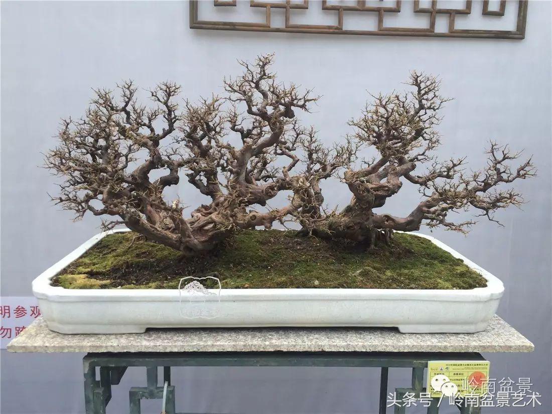 雀梅盆景100幅欣赏,珍藏雀梅盆景图片