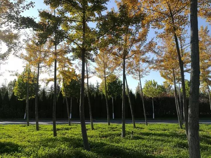 手机摄影作品也可以美不胜收,秋天手机摄影作品欣赏