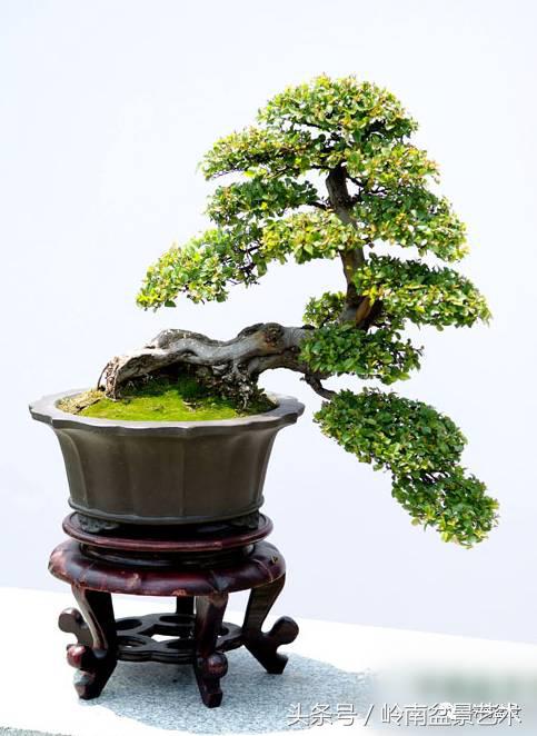 精品盆景雀梅杜鹃罗汉松,最美的100盆雀梅盆景建议收藏