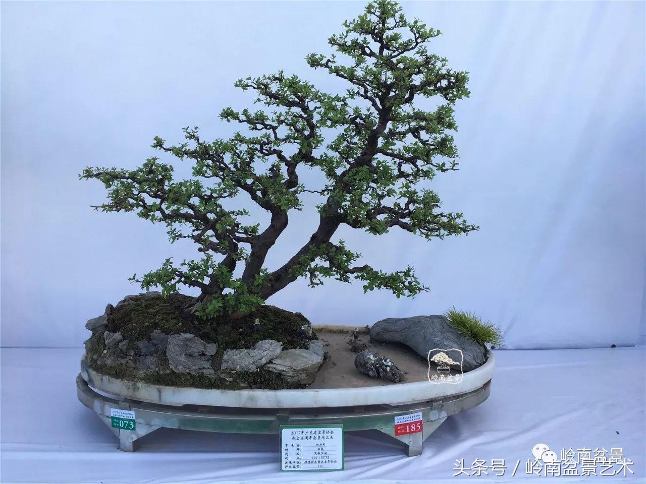 精品盆景雀梅杜鹃罗汉松,最美的100盆雀梅盆景建议收藏