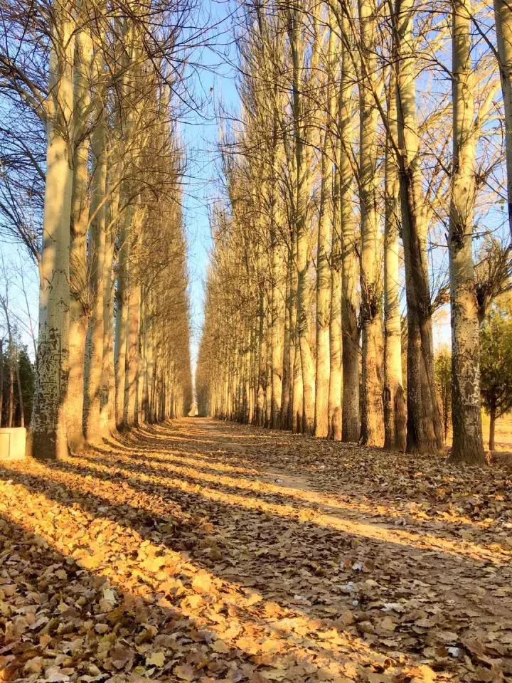 手机摄影作品也可以美不胜收,秋天手机摄影作品欣赏