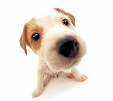 多多得了细小,翻出以前自己做的文章,感觉在打自己的脸