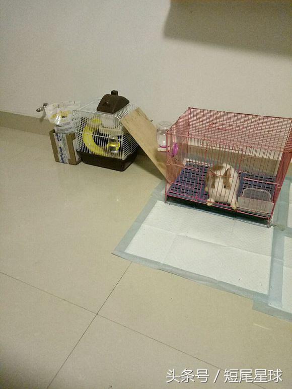 兔子老是咬薄膜怎么办,兔子老是咬食盆怎么办