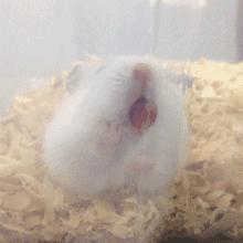 仓鼠可爱瞬间把人萌得要命,仓鼠有多可爱就有多调皮