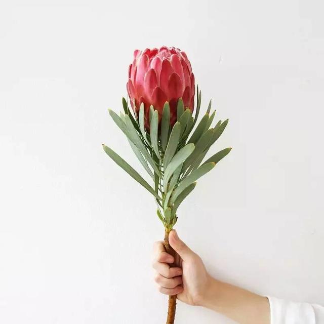 开花形状奇特的植物,一朵花开好久的植物