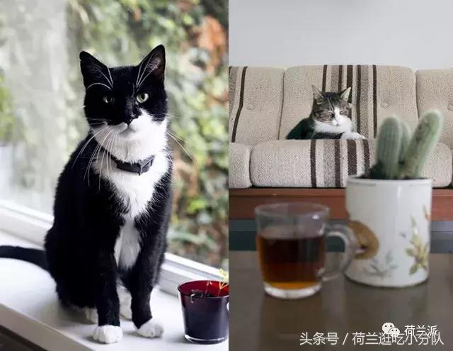 同样是撸猫，看看荷兰人和我们有什么不一样！