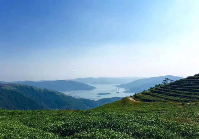 这些年火得街知巷闻的7款茶，它们的成功有哪些是可复制的？