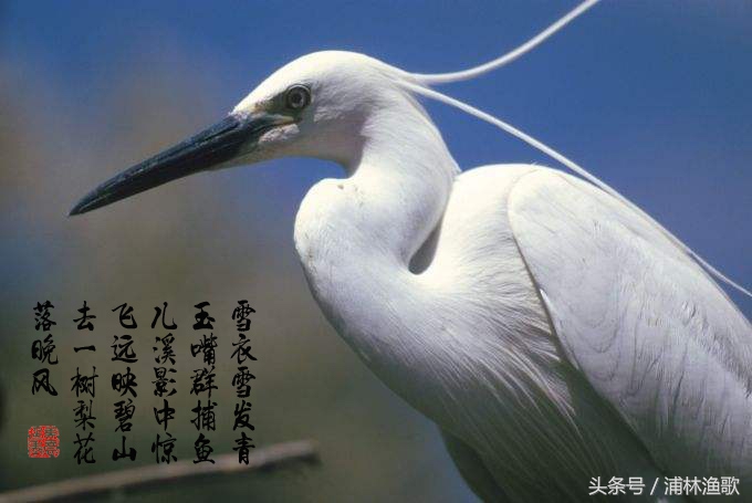 唐诗三百首中带动物诗,有动物的唐诗