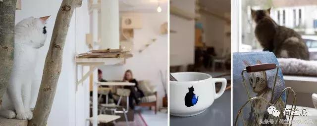 同样是撸猫，看看荷兰人和我们有什么不一样！