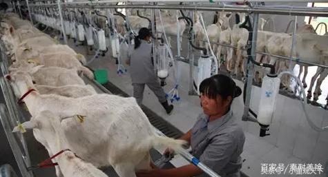 不带膻味的奶粉,奶粉有膻味怎么办