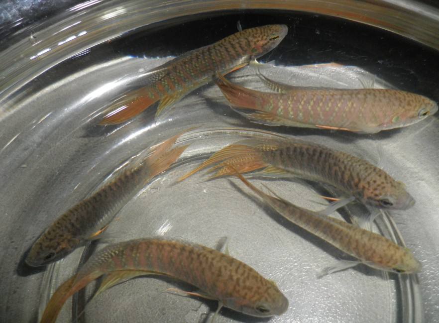 小时候抓的鱼叫什么鱼,小时候抓来养的鱼