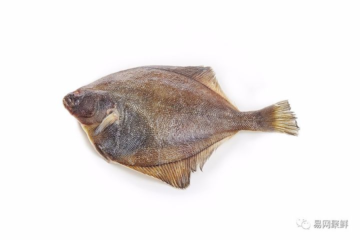 水产市场常见的鱼,中国进口水产品排行榜