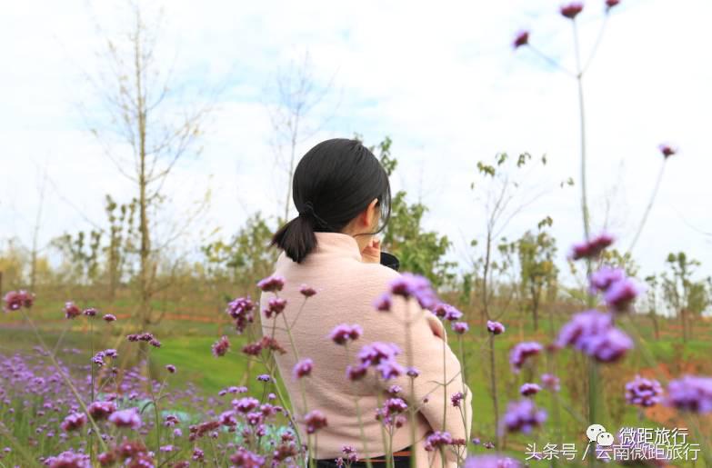 春节免费开放弥勒太平湖森林公园,弥勒太平湖森林公园6月去有花吗