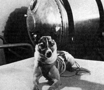 世界上最好的几只狗狗,世界上最强大的十条狗狗