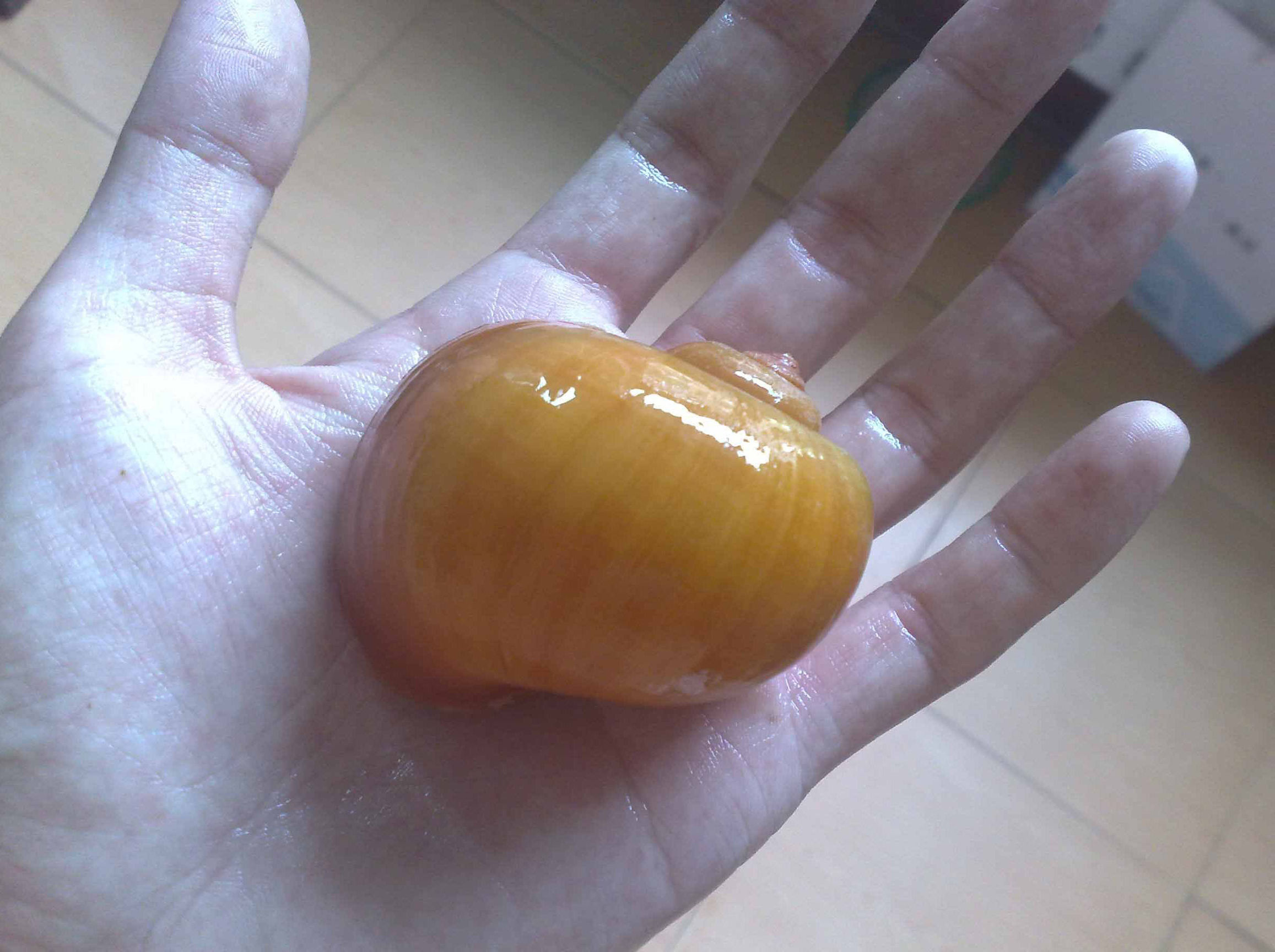 草缸螺类品种大全,草缸螺类