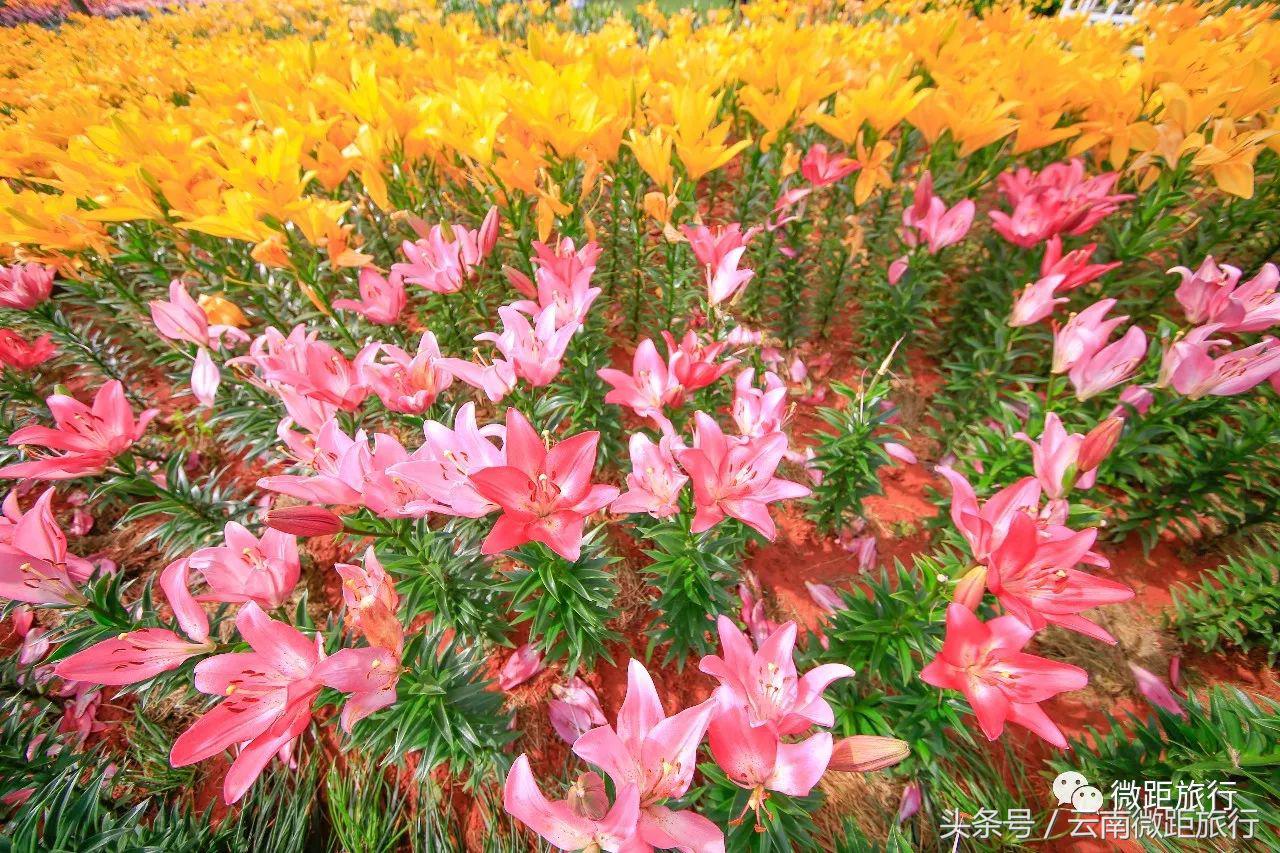 春节免费开放弥勒太平湖森林公园,弥勒太平湖森林公园6月去有花吗