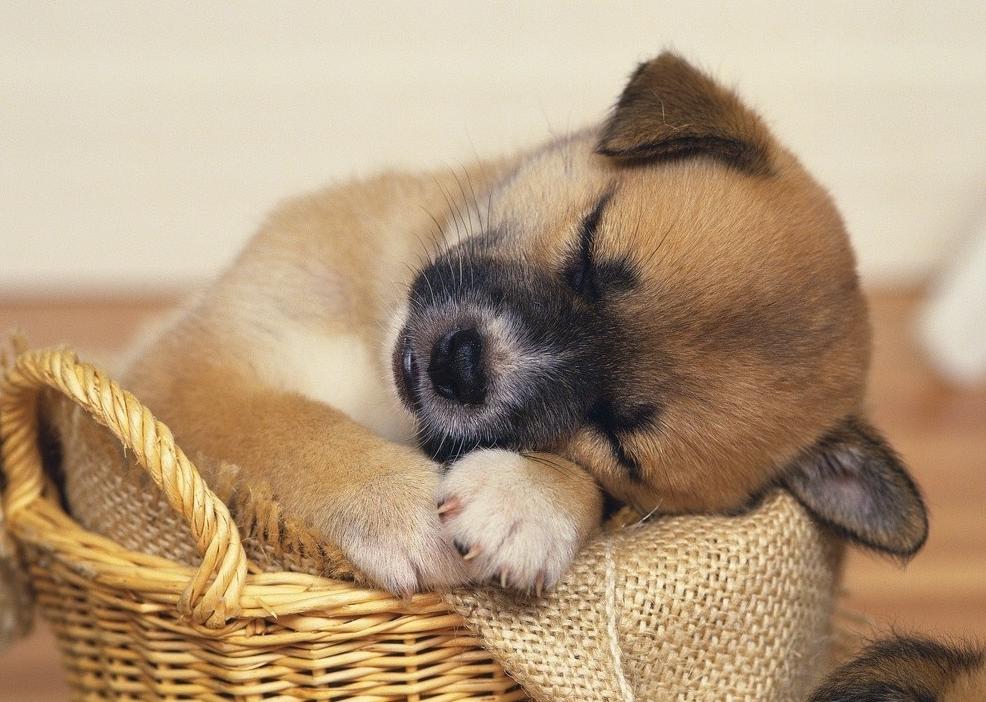 美国人养狗的目的,美国人喜欢养什么宠物